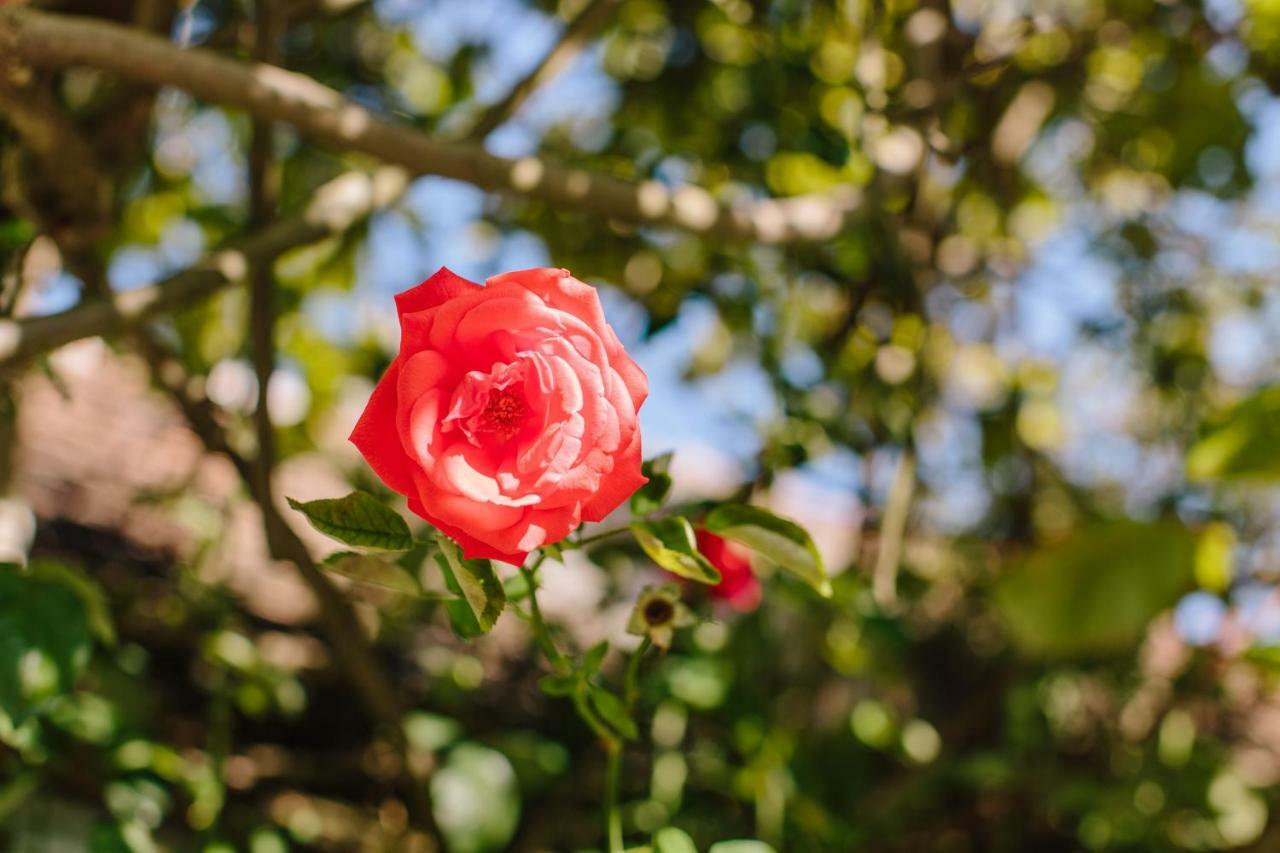 Oleander Romantik Zimmer Trausdorf an der Wulka 外观 照片